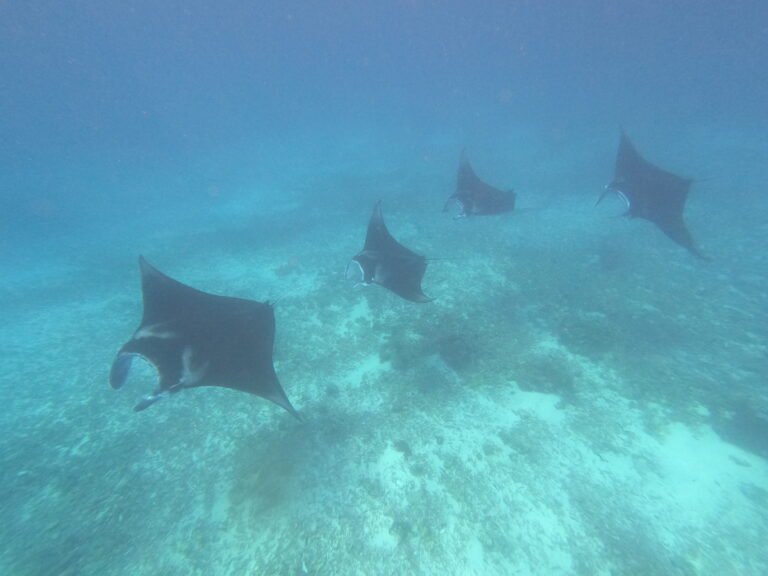 Manta Point, Manta Rays, Giant Manra Ray, Labuan Bajo, Komodo National Park, Komodo trip, Komodo Island Tour