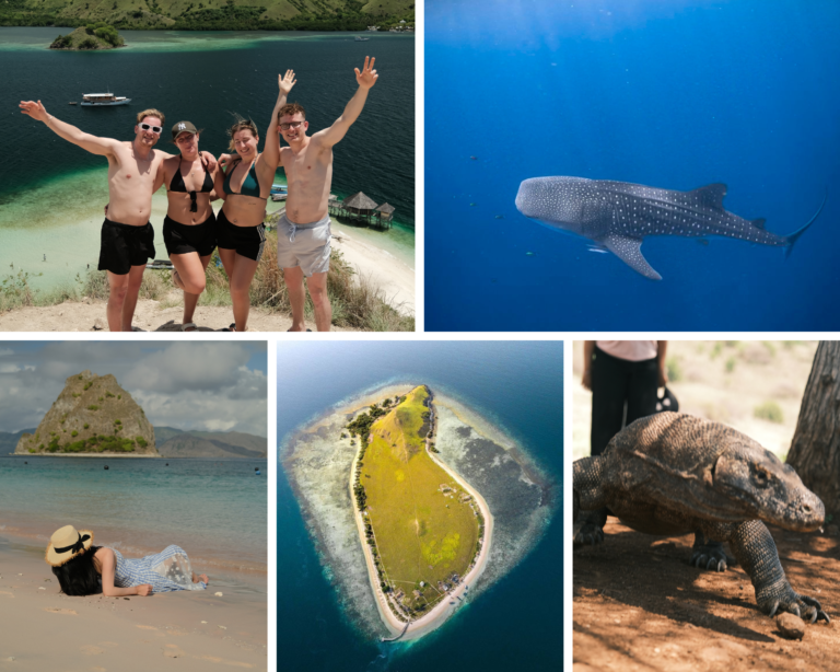 Whale Sharks, Sumbawa, Whale Sharks Point, Komodo Island, Komodo National Park, Komodo Tour, Komodo Island Liveboard