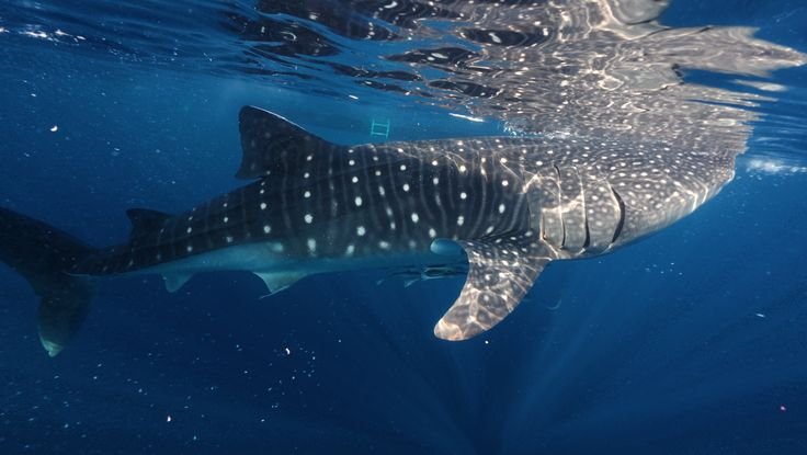 Whale Sharks, Sumbawa, Lombok to Labuan Bajo trip