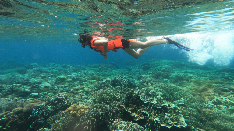 Sail Komodo Tour, Komodo Dragon, Rinca Island, Komodo Island, Komodo National Park, Komodo Tour, Komodo Island Liveboard, kelor island, padar island, pink beach, sebayur island, desan komodo, komodo Sailing Tour