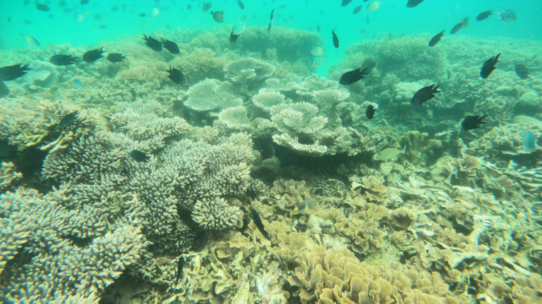Sail Komodo Tour, Komodo Dragon, Rinca Island, Komodo Island, Komodo National Park, Komodo Tour, Komodo Island Liveboard, kelor island, padar island, pink beach, sebayur island, desan komodo, komodo Sailing Tour, manta poinrt, manta rays