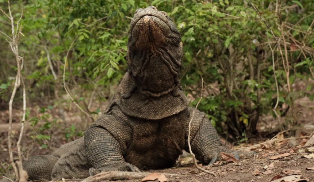 Komodo Dragon, Rinca Island, Komodo Island, Komodo National Park, Komodo Tour, Komodo Island Liveboard
