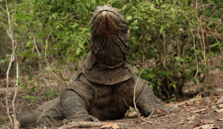 Komodo Dragon, Rinca Island, Komodo Island, Komodo National Park, Komodo Tour, Komodo Island Liveboard