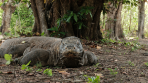 Sail Komodo Tour, Komodo Dragon, Rinca Island, Komodo Island, Komodo National Park, Komodo Tour, Komodo Island Liveboard, kelor island, padar island, pink beach, sebayur island, desan komodo, komodo Sailing Tour, manta poinrt, manta rays