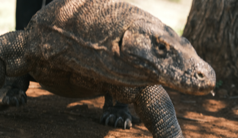 Sail Komodo Tour, Komodo Dragon, Rinca Island, Komodo Island, Komodo National Park, Komodo Tour, Komodo Island Liveboard