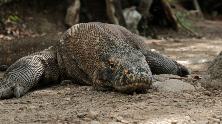 Sail Komodo Tour, Komodo Dragon, Rinca Island, Komodo Island, Komodo National Park, Komodo Tour, Komodo Island Liveboard, kelor island, padar island, pink beach, sebayur island, desan komodo, komodo Sailing Tour, manta poinrt, manta rays
