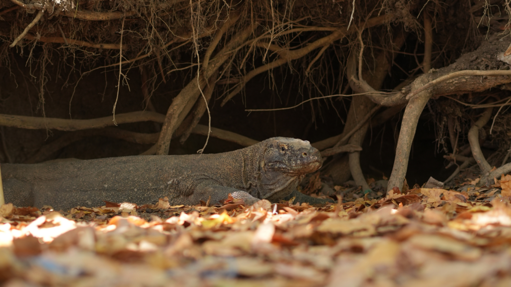 Sail Komodo Tour, Komodo Dragon, Rinca Island, Komodo Island, Komodo National Park, Komodo Tour, Komodo Island Liveboard, kelor island, padar island, pink beach, sebayur island, desan komodo, komodo Sailing Tour, manta poinrt, manta rays
