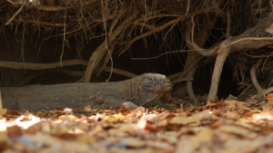 Sail Komodo Tour, Komodo Dragon, Rinca Island, Komodo Island, Komodo National Park, Komodo Tour, Komodo Island Liveboard, kelor island, padar island, pink beach, sebayur island, desan komodo, komodo Sailing Tour, manta poinrt, manta rays