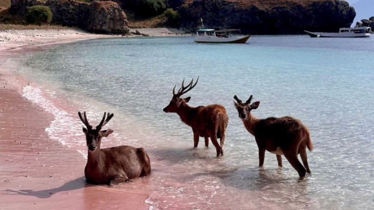 Pink Beach,Pantai Pink,Komodo Trip,Komod o Island,Open Trip Komodo Island,One Day Tour Labuan Bajo,komodo National Park,labuan bajo trip