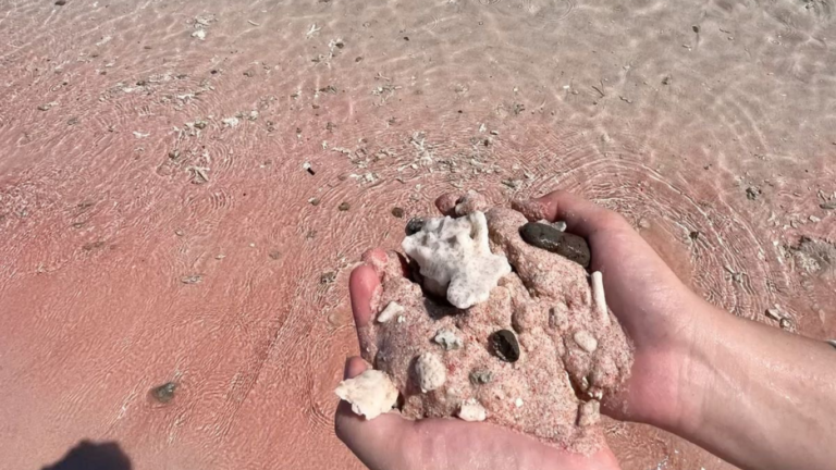 Pink Beach,Pantai Pink,Komodo Trip,Komod o Island,Open Trip Komodo Island,One Day Tour Labuan Bajo,komodo National Park,labuan bajo trip
