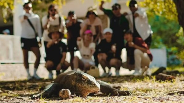 Komodo Island, Komodo National Park, Komodo Tour, Komodo Island Liveboard
