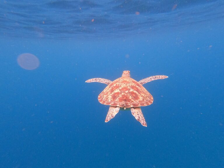 Sail Komodo Tour, Komodo Dragon, Rinca Island, Komodo Island, Komodo National Park, Komodo Tour, Komodo Island Liveboard, kelor island, padar island, pink beach, sebayur island, desan komodo, komodo Sailing Tour, manta poinrt, manta rays