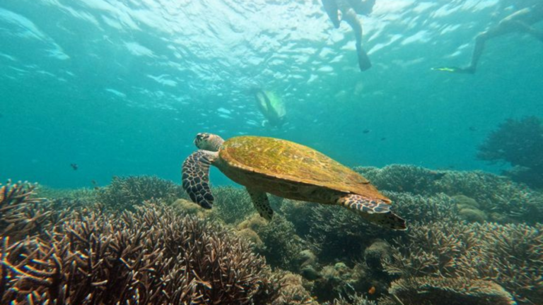 sebayur island,pulau sebayur,komod trip,sailing komodo,komodo dragon,labuan bajo,open trip komodo,island hopping,labuan bajo open trip,komodo island liveboard