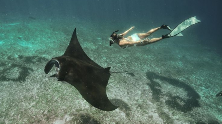 Manta Point, Manta Rays, Giant Manra Ray, Labuan Bajo, Komodo National Park, Komodo trip, Komodo Island Tour