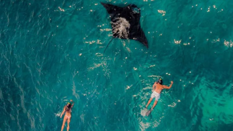 Manta Point, Manta Rays, Giant Manra Ray, Labuan Bajo, Komodo National Park, Komodo trip, Komodo Island Tour