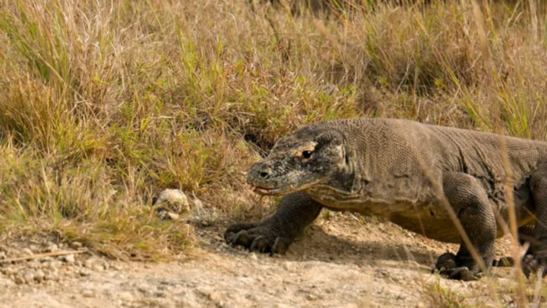 rinca island,pulau rinca,komodo dragon,komodo island,komdo natinal park,sail komodo tour,labuan bajo,komdo sailing tour,komodo island liveboard