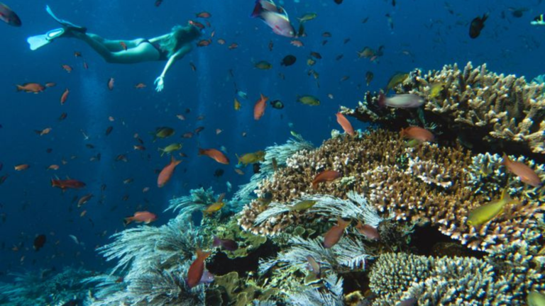 Manta Point, Manta Rays, Giant Manra Ray, Labuan Bajo, Komodo National Park, Komodo trip, Komodo Island Tour