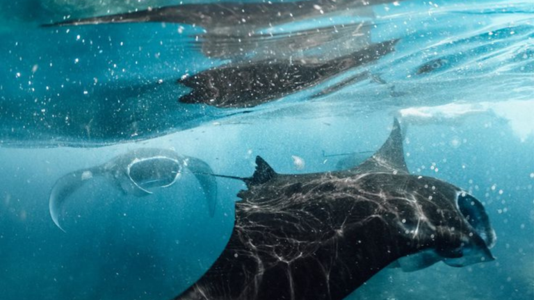 Manta Point, Manta Rays, Giant Manra Ray, Labuan Bajo, Komodo National Park, Komodo trip, Komodo Island Tour
