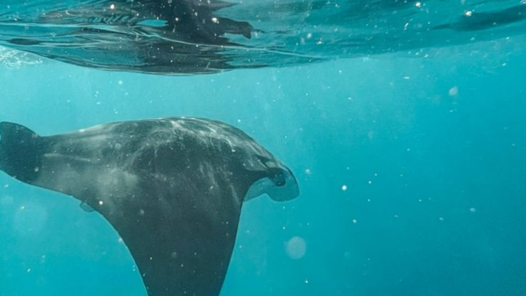 Manta Point, Manta Rays, Giant Manra Ray, Labuan Bajo, Komodo National Park, Komodo trip, Komodo Island Tour
