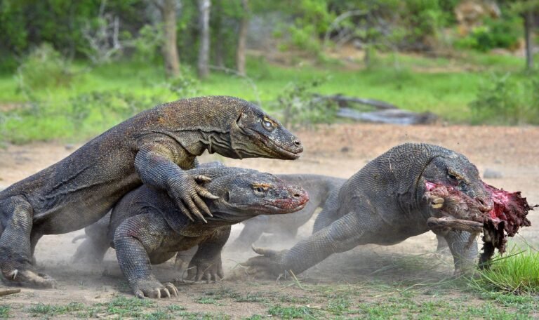Sail Komodo Tour, Komodo Dragon, Rinca Island, Komodo Island, Komodo National Park, Komodo Tour, Komodo Island Liveboard, kelor island, padar island, pink beach, sebayur island, desan komodo, komodo Sailing Tour, manta poinrt, manta rays
