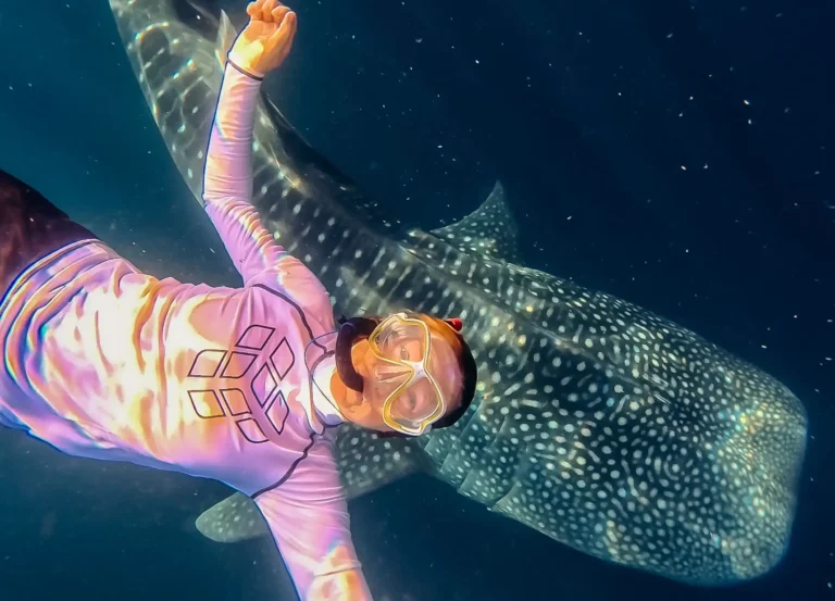 Whale Sharks, Sumbawa, Lombok to Labuan Bajo trip, whale sharks saleh bay, 4 days 3 nights komodo trip from lombok