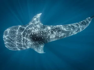 Whale Sharks, Sumbawa, Lombok to Labuan Bajo trip, whale sharks saleh bay, 4 days 3 nights komodo trip from lombok