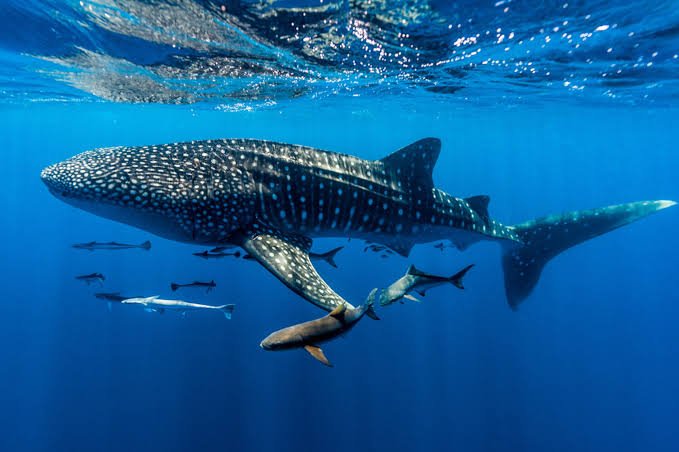 Whale Sharks, Sumbawa, Lombok to Labuan Bajo trip, whale sharks saleh bay, 4 days 3 nights komodo trip from lombok