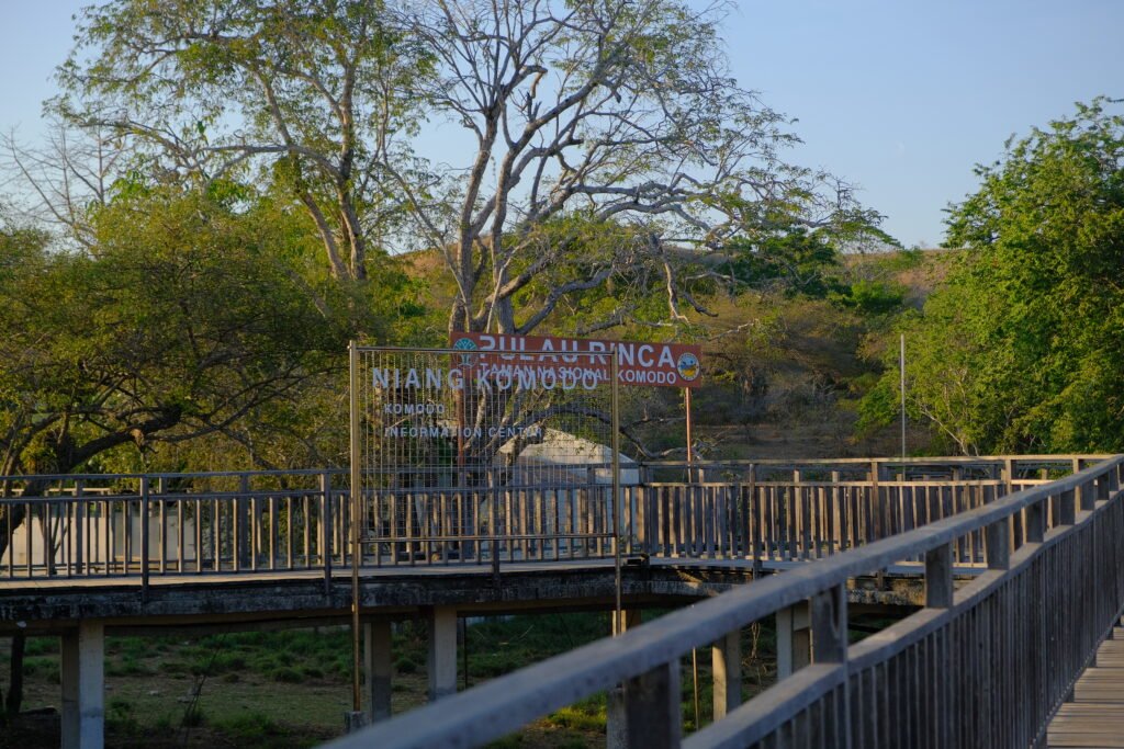 rinca island,pulau rinca,komodo dragon,komodo island,komdo natinal park,sail komodo tour,labuan bajo,komdo sailing tour,komodo island liveboard