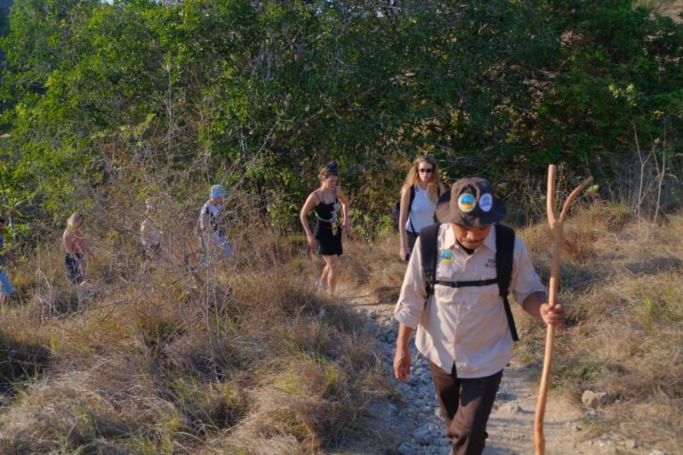 rinca island,pulau rinca,komodo dragon,komodo island,komdo natinal park,sail komodo tour,labuan bajo,komdo sailing tour,komodo island liveboard