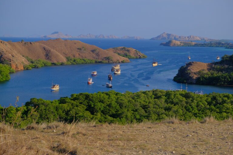 rinca island,pulau rinca,komodo dragon,komodo island,komdo natinal park,sail komodo tour,labuan bajo,komdo sailing tour,komodo island liveboard