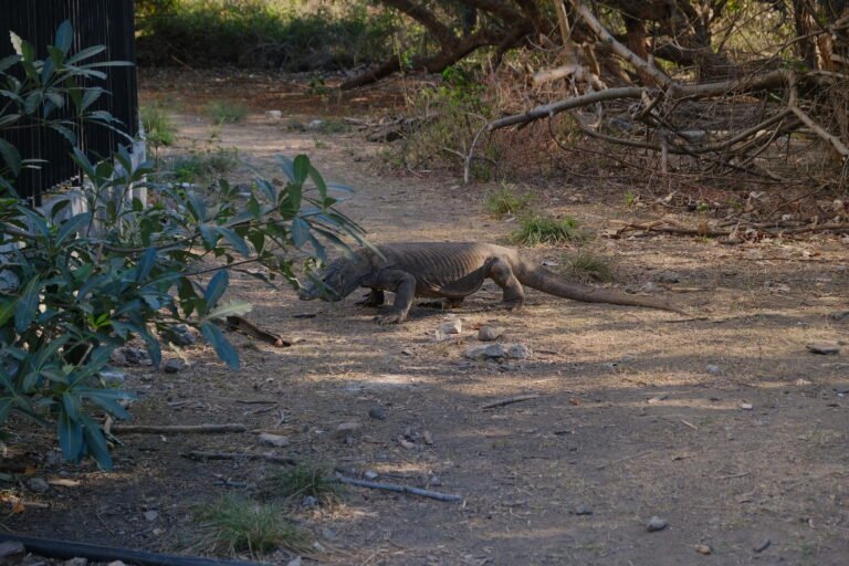 rinca island,pulau rinca,komodo dragon,komodo island,komdo natinal park,sail komodo tour,labuan bajo,komdo sailing tour,komodo island liveboard