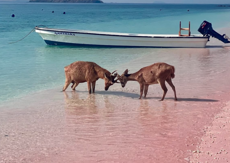 Lombok to Labuan Bajo trip, 4 days 3 nights komodo trip from lombok,Komodo Tour,Sail Komodo Tour,Open Trip Komodo,Labuan Bajo,Sailing Komodo, komodo island, komodo sailing tour
