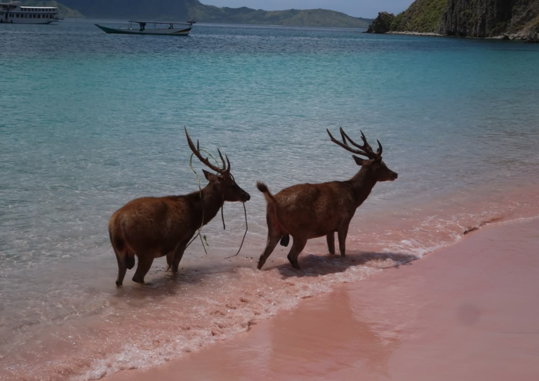 komodo sailing tour, komodo island, komodo national park, komodo dragon, open trip labuan bajo, sail komodo tour, labuan bajo, open trip komodo, pink beach, padar island, rinca island