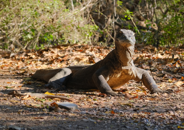 komodo sailing tour, komodo island, komodo national park, komodo dragon, open trip labuan bajo, sail komodo tour, labuan bajo, open trip komodo, pink beach, padar island, rinca island