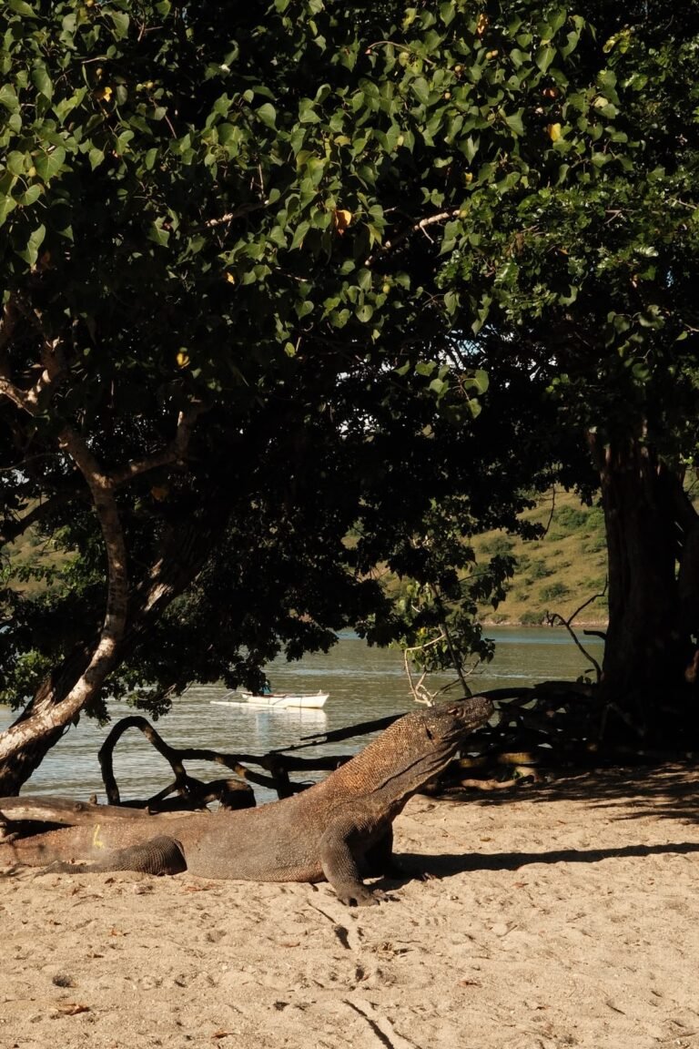 Lombok to Labuan Bajo trip, 4 days 3 nights komodo trip from lombok,Komodo Tour,Sail Komodo Tour,Open Trip Komodo,Labuan Bajo,Sailing Komodo, komodo island, komodo sailing tour